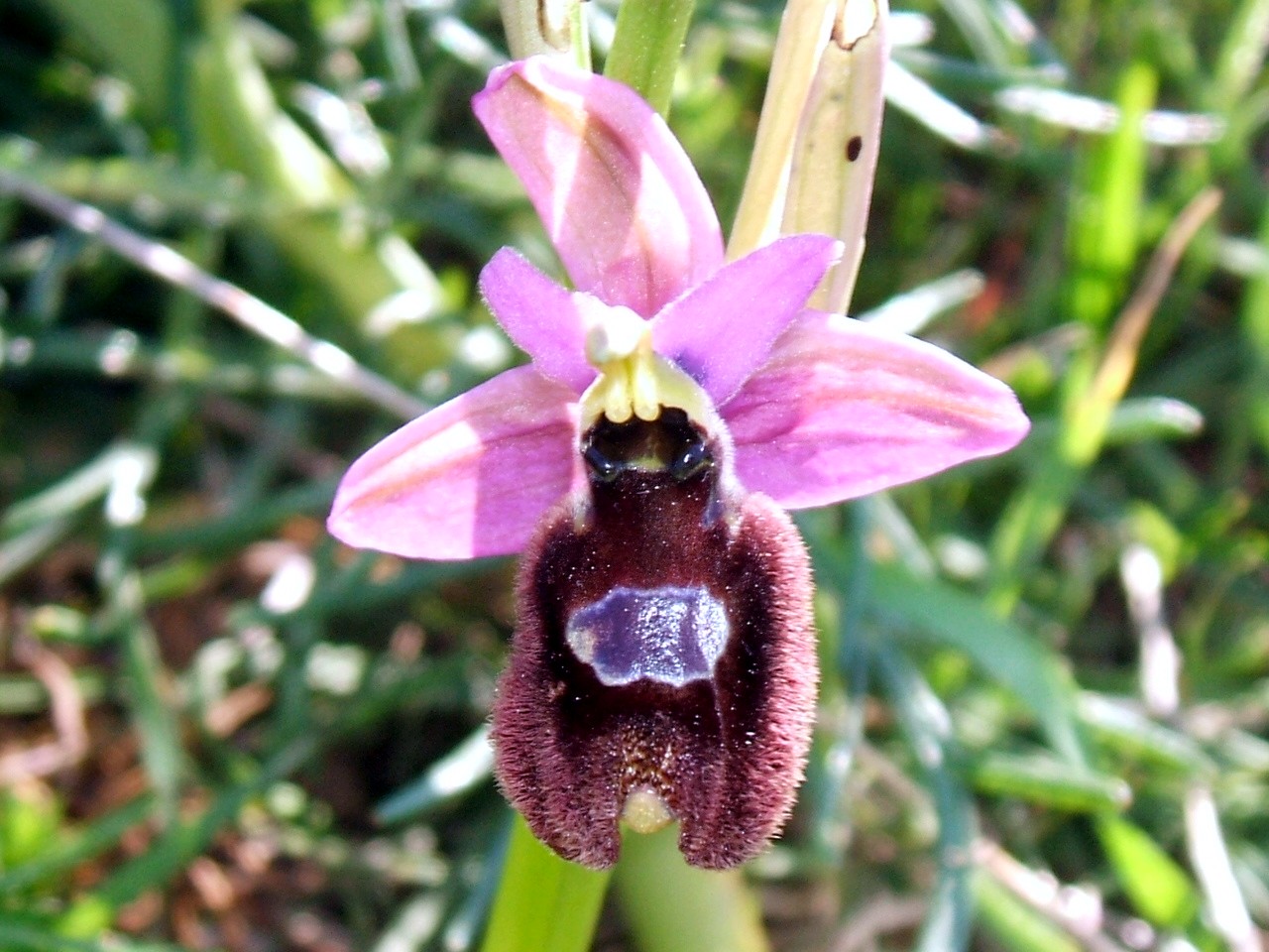 orchidee del gargano